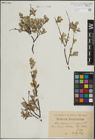 Foto von Salix lapponum L. x Salix repens L.